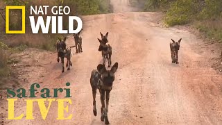 Safari Live  Day 1  Nat Geo WILD [upl. by Aciret]