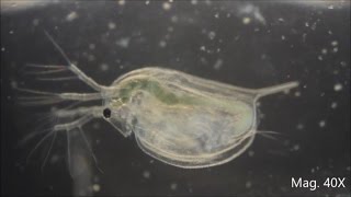 Daphnia magna under the Microscope [upl. by Alfy]