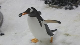 Gentoo penguins give pebbles to their love interests [upl. by Oivlis620]