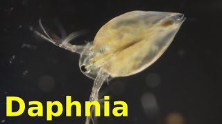 Daphnia [upl. by Kasey]