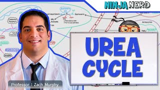 Metabolism  Urea Cycle [upl. by Pierre]