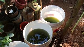 How to grow Green Water Algae [upl. by Jorie]